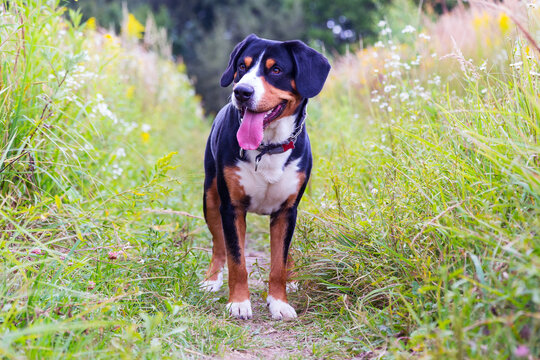 Swiss mountain dog, entlebuhr mountain dog, boy, three years old, in a field in nature.