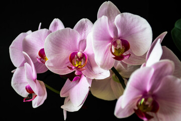 Naklejka na ściany i meble A gorgeous Phalaenopsis hybrid orchid in bloom. Soft petals, pastel colors and black background.