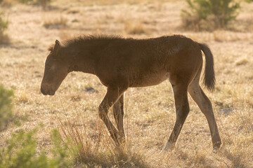 Wild Horse Foal in Spring in the Utah Desert