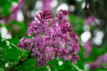 Fototapeta na wymiar Blossom of violet and purple lilac flowers bush in spring