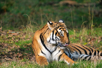 Tigre