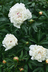 beautiful large white flowers and dark green foliage. peony garden after the rain. moody floral, vertical frame