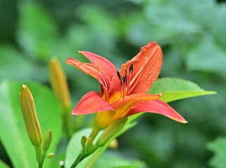 Rote Lilie im Wasserpark, Wien © bwagner