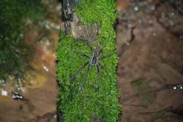 Wonders of the Amazon Rainforest in the Viceroyalty of Peru