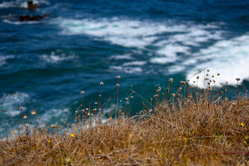 dry grass on rocky cliff next to turquoise ocean water