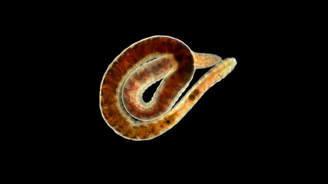 Worm of the Lumbriculidae family under a microscope, class Clitellata. Oligochaeta specimen found at Lake Baikal