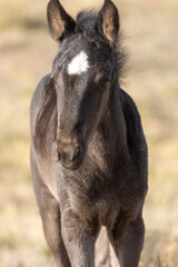 Obraz premium Wild Horse Foal in Spring in the Utah Desert