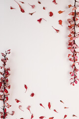 Dry branches of barberry with berries on a light pink background. Autumn concept