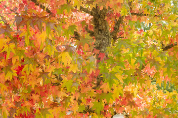 Liquidambar autumnal foliage
