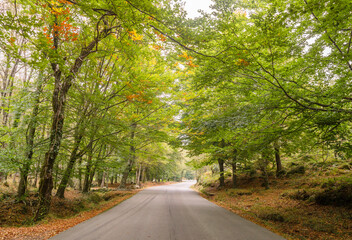 Obraz premium Road in autumnal forest