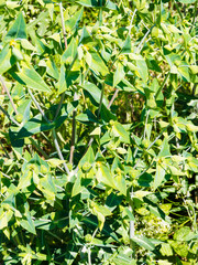(Euphorbia lathyris) Plant d'euphorbe épurge ou herbe à taupe cultivé 