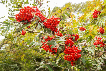 Background with wild red berries