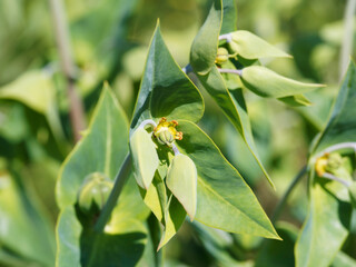(Euphorbia lathyris) Plant d'euphorbe épurge à inflorescence jaune verdâtre en forme de coupelles au centre de feuilles vert-bleuté, opposées, lancéolées en croix sur tige