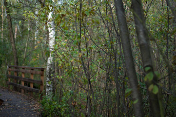 A defocused picture of the trees growing by a wooden track. Kampinos National Park in the autumn, Warsaw, Poland.