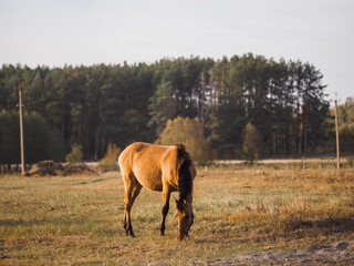 Lonely horse in an autumn field eating grass