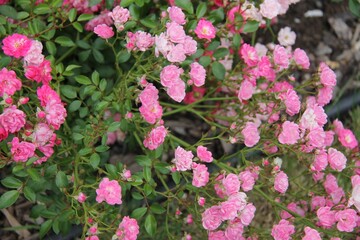 pink and white flowers