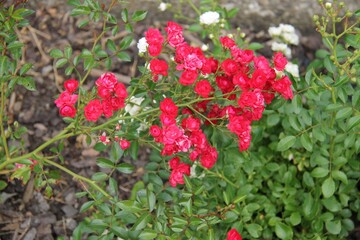 red and white flowers roses