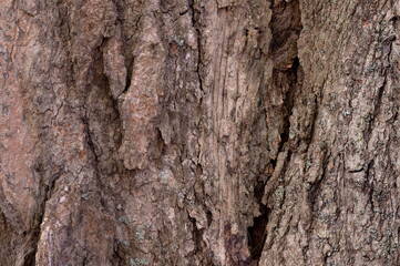Fototapeta premium Tree Bark