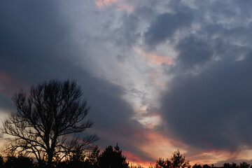 Big tree and beautiful sunset and dramatic clouds on the sky.