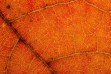 Red Maple Leaf Macro