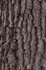 Oak Tree Bark