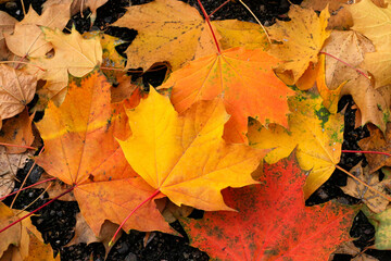 Bright colorful leaves of maple lying on the ground