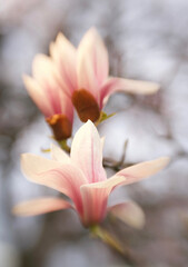 Fototapeta na wymiar Magnolia blossom