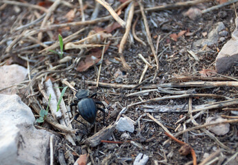 Beetle moving through the forest