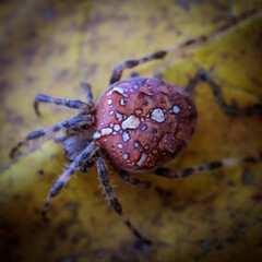 Vierfleck-Kreuzspinne