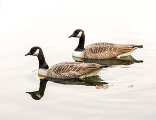 Pair of Canadian geese reflected during fall.