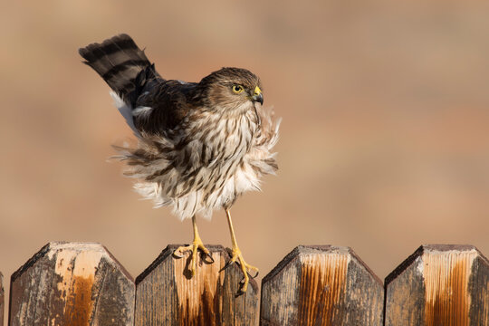 Sharp-shinned hawk (Accipiter striatus) watching for songbirds to feed on;  Nighthawk Gardens;  Wyoming