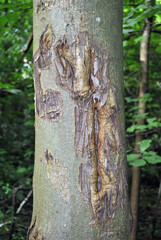 Detail of Tree Trunk with Damaged Bark