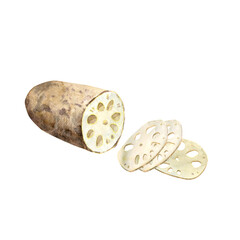 Watercolor lotus root cutted in round sections. Edible ingredient for japanese and korean cuisine, recipe, menu.  Hand drawn illustration of Jingtang plant isolated on white.