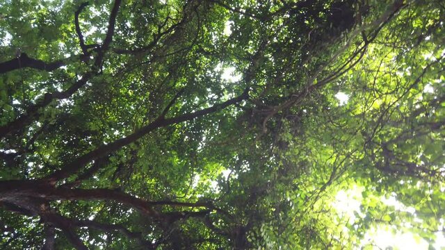 dark green forest in early morning