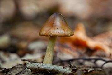 Pilz(e)