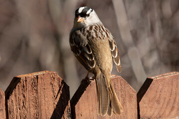 White-crowned sparrow (Zonotrichia leucophrys) perched on fence   Nighthawk Gardens   Wyoming © Tom