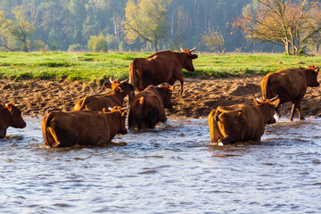 Dolina Narwi - Szlak Konopielki, Podlasie, Polska © podlaski49