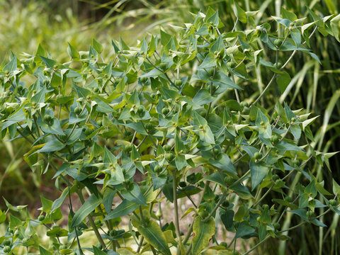 Tige dress&eacute;e d'euphorbia lathyris ou euphorbe &eacute;purge au sommet ramifi&eacute;, feuillage, glabre, oppos&eacute;, pointu, vert-bleut&eacute;, floraison en cyathes jaune-vert