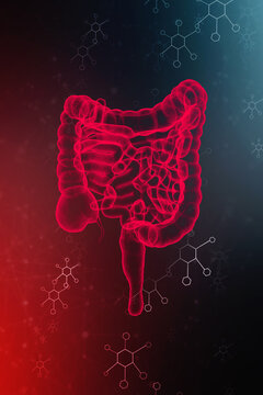 3D illustration of human Large Intestine

