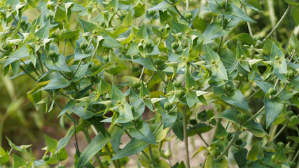 Euphorbia lathyris | Euphorbe épurge ou herbe à taupe, plante décorative sur tiges érigée aux feuilles vert bleuté, opposée triangulaires, fleurs jaune-vert et fruits lisses et glabres