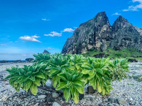 Silvery Messerschmidia (borage plants) by the rocky beach on Ludao Island of Taiwan