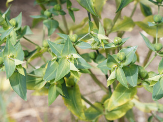 Euphorbia lathyris | Euphorbe épurge ou herbe à taupe, plante décorative sur tiges érigée aux...