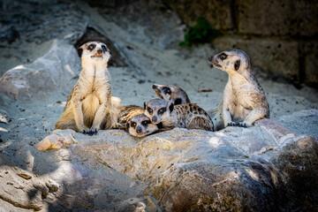 foto di famiglia di suricati nel bioparco di roma