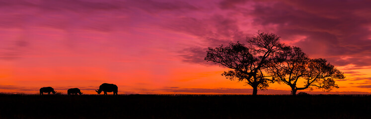 Amazing sunset and sunrise.Panorama silhouette tree in africa with sunset.Rhino.