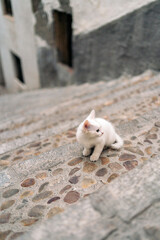 Homeless kitten in the street