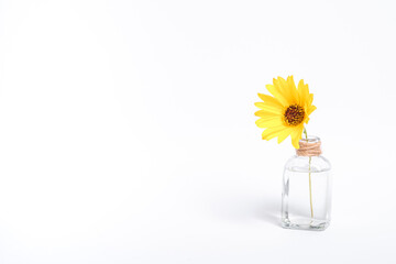 Single yellow daisy flower in vintage glass jar with water, angle view, white background copy space
