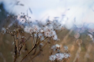 Soft focused blurred autumnal nature photography . Dry plants with defocused sky on the background.
