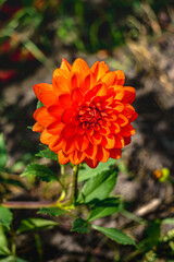Orange flowers of dahlias on a background of green leaves in a summer garden.
