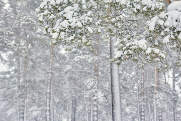 beautiful pine branch close-up in snowy forest. december snowfall, Christmas mood