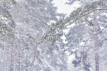 Christmas snowfall in pine forest. winter landscape close-up. soft blur background
